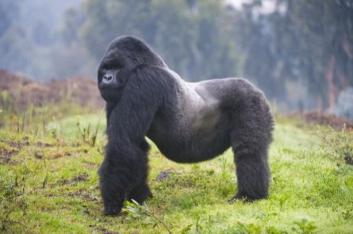 Gorila punggung perak atau disebut gorila silverback. 