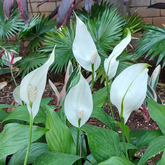 Peace lily/@metimefactory