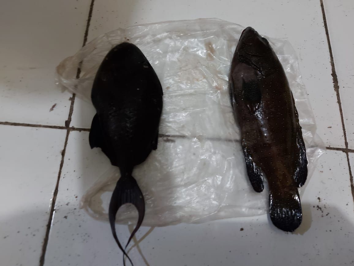 Inilah barang bukti ikan pogo dan sunu yang ditemukan nelayan di TKP sebagai bsrang bukti illegal fishing. 