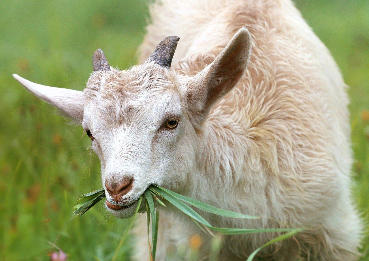 Shio kambing bulan ini