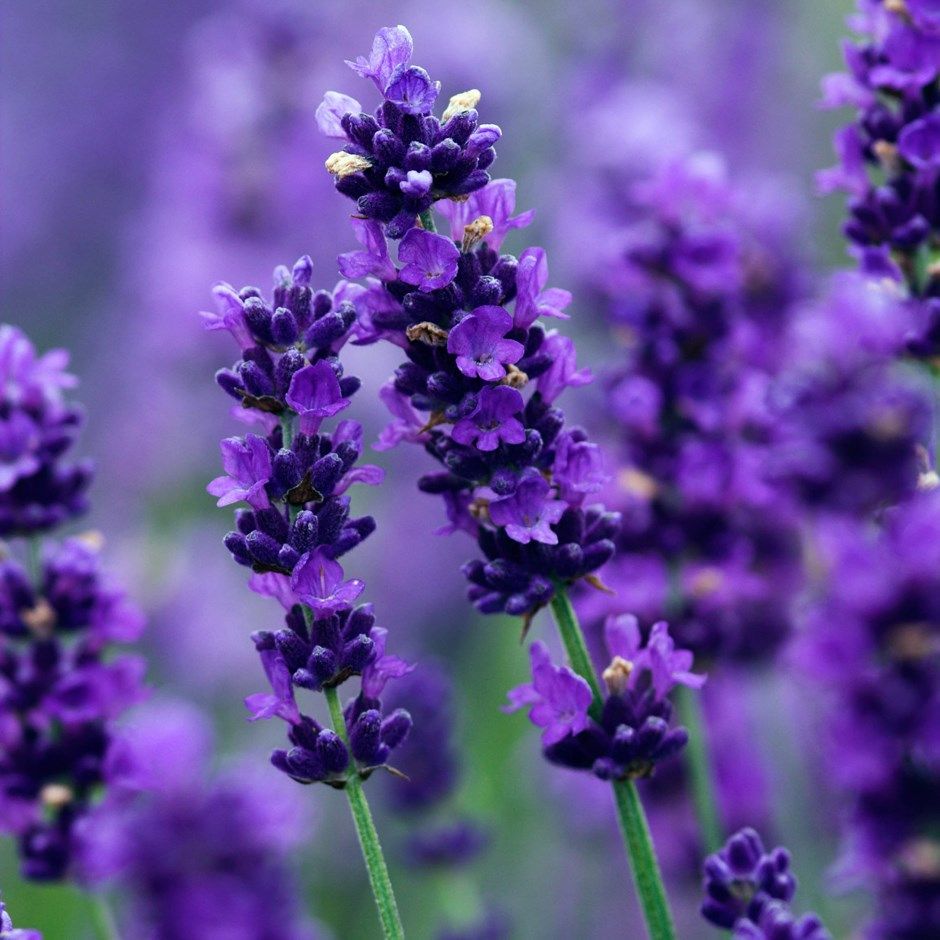 Lavender menjadi salah satu tanaman pengusir Nyamuk.