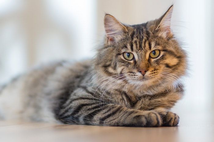Bagaimana Hukum Jual Beli Kucing Peliharaan Haram atau Halal 