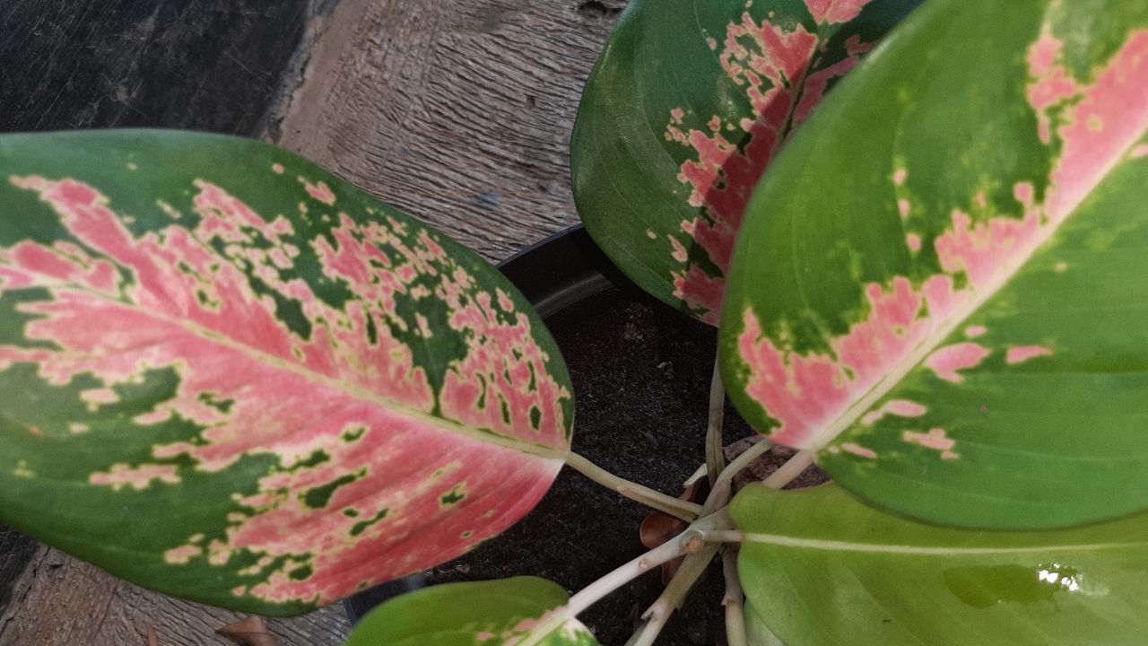  Cara  Mudah dan Berhasil Tanam Aglonema  dari Bonggol  yang 