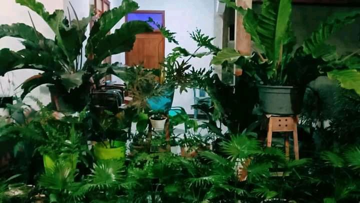 Anthurium Jemani bunga yang dibanderol harga 15 juta – 60 juta