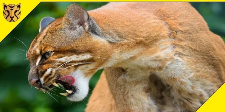 6 Kucing Hutan Indonesia yang Terancam Punah, Salah Satunya Kucing 