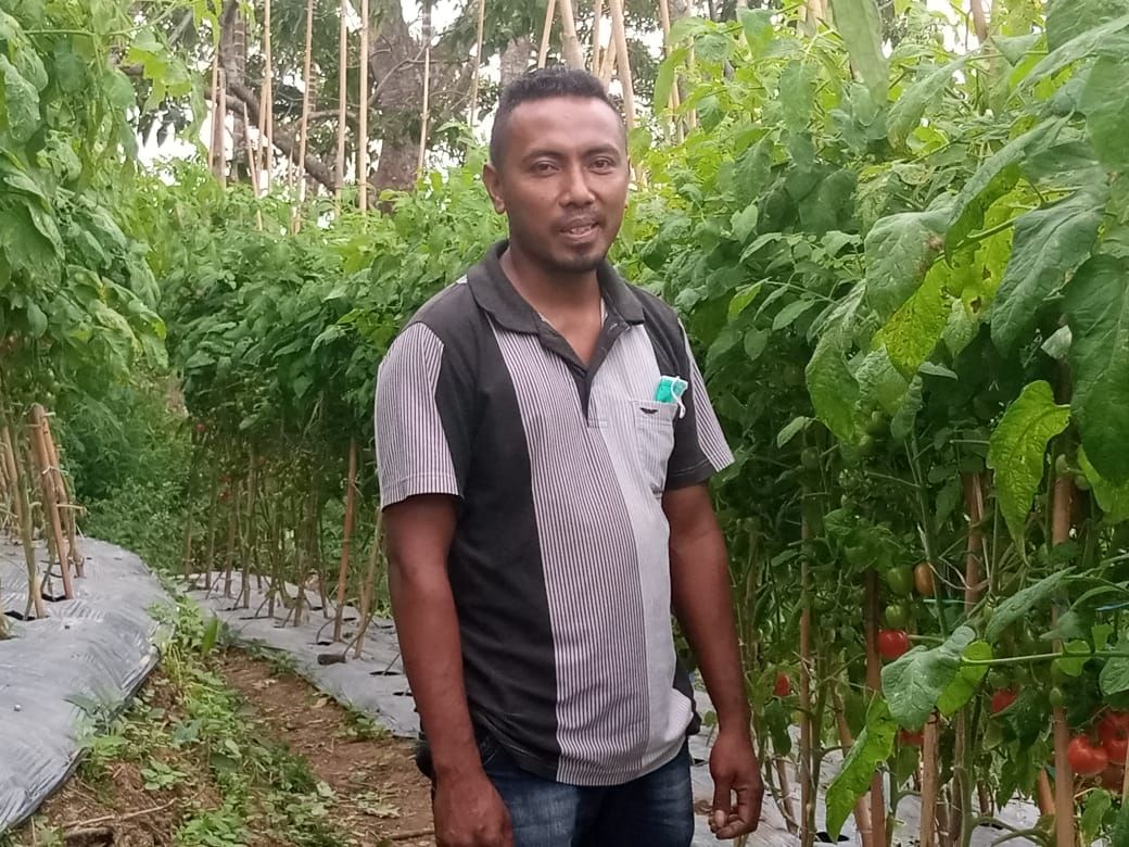 Penyuluh Swadaya Balai Penyuluhan Pertanian (BPP) Kecamatan Nita, Erik Paji, saat berada di lahan tomat milik KWT Melati, Desa Riit.