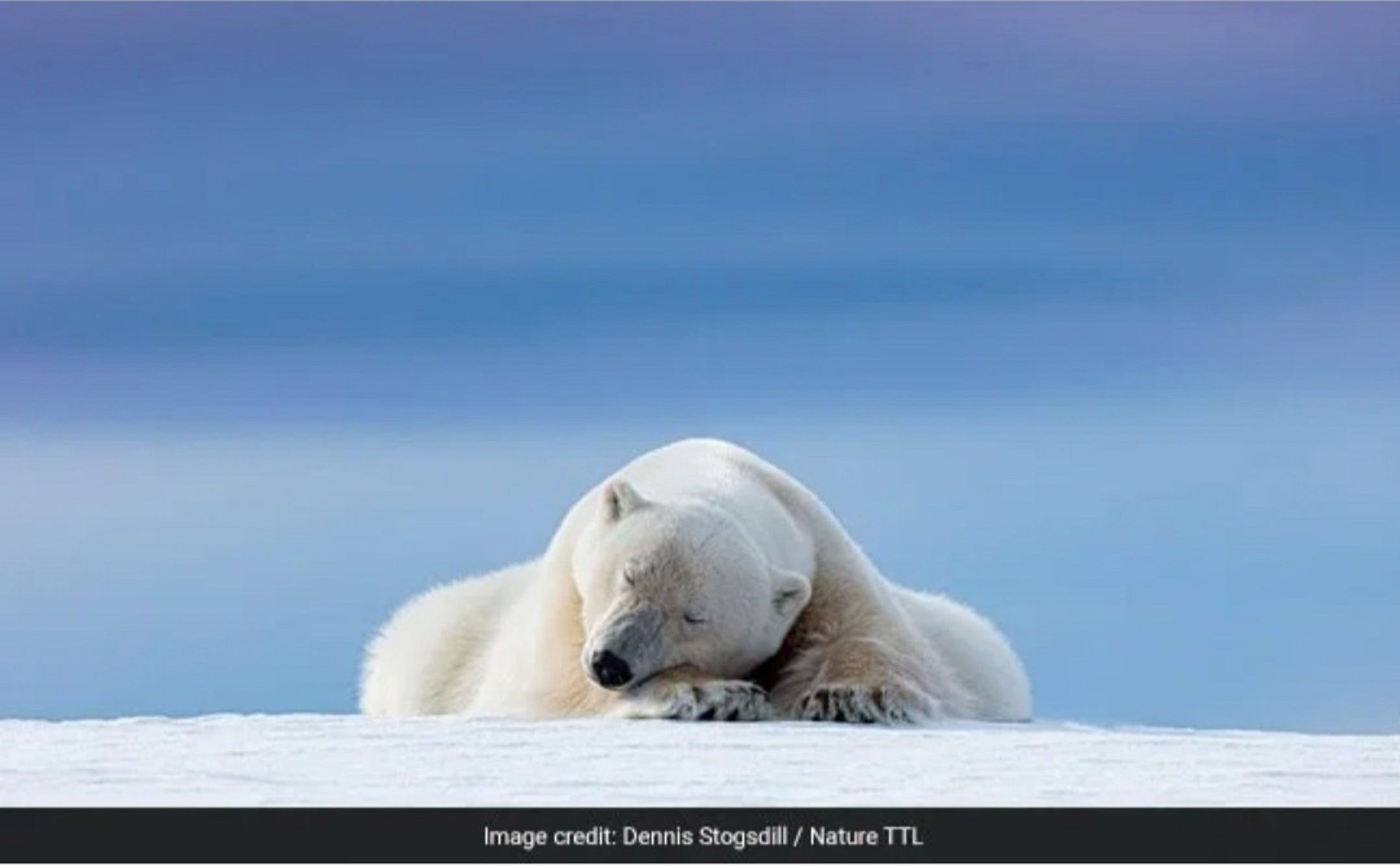 'Sleepy Polar Bear' oleh Dennis Stogsdill diambil di Norwegia.