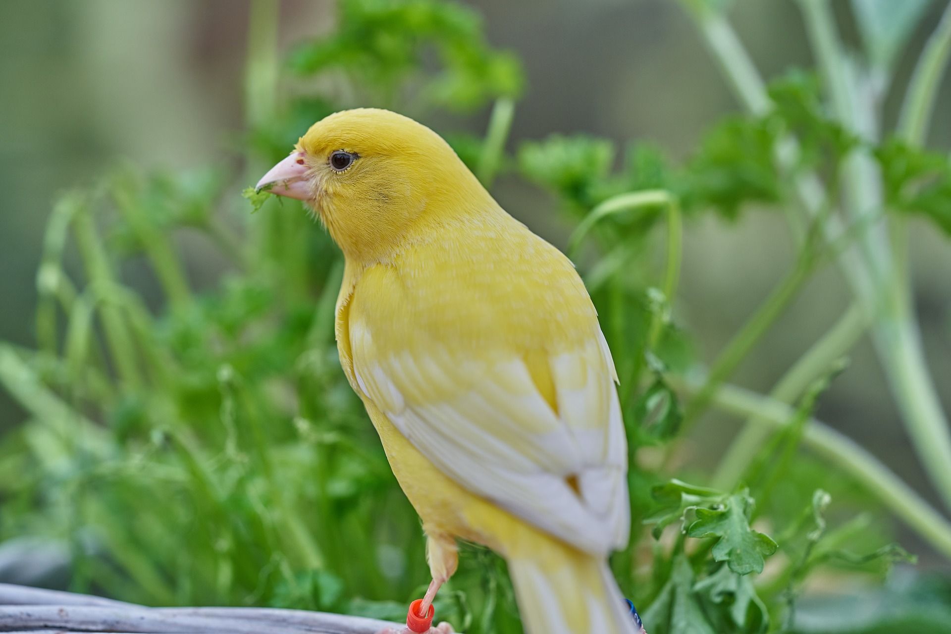 6 Burung Peliharaan Ini Membawa Rezeki, Hoki, dan Keberuntungan, Begini  Penjelasanya Menurut Primbon Jawa - Lingkar Kediri
