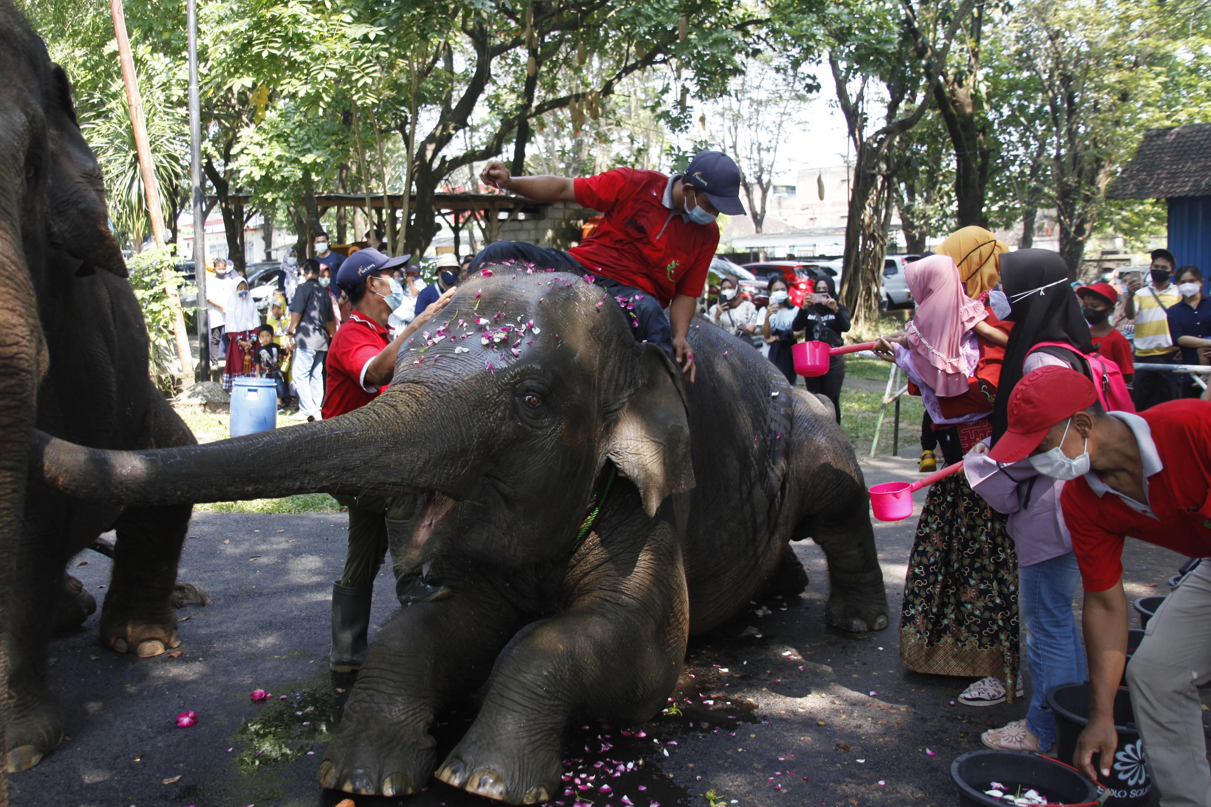 Pengunjung didampingi petugas memandikan dan memberikan makan gajah koleksi Solo Zoo atau Taman Satwa Taru Jurug (TSTJ) di Solo, Jawa Tengah, Minggu (6/6/2021). Kegiatan tersebut digelar sebagai perayaan HUT ke-12 gajah koleksi Solo Zoo Manohara. ANTARAFOTO/Maulana Surya/foc.