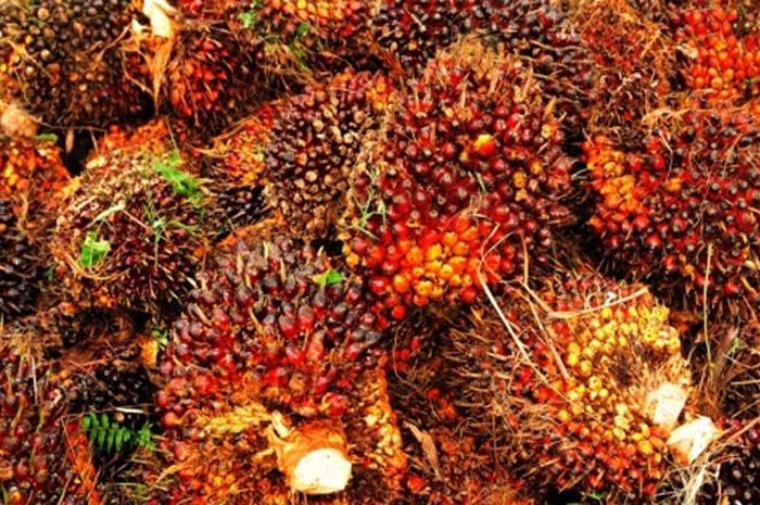 Ilustrasi kelapa sawit. UPDATE Harga Sawit Terkini di Kabupaten Bangka 17 Maret 2023, Benarkah Turun Lagi?