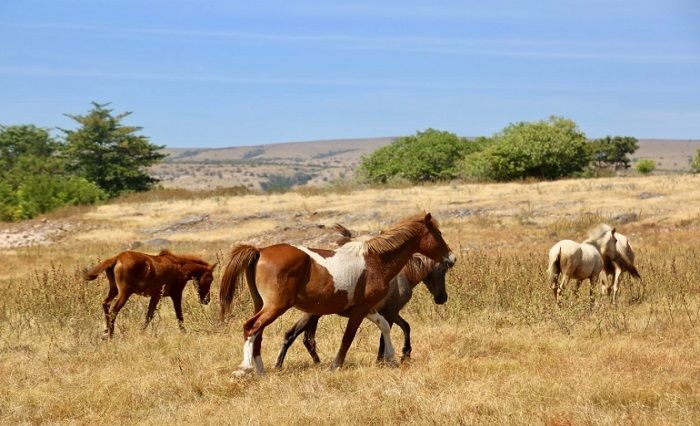 Kuda Poni Cendana Ternyata Bukan Asli Dari Sumba Tapi Didatangkan Oleh Pedagang China Zona Priangan