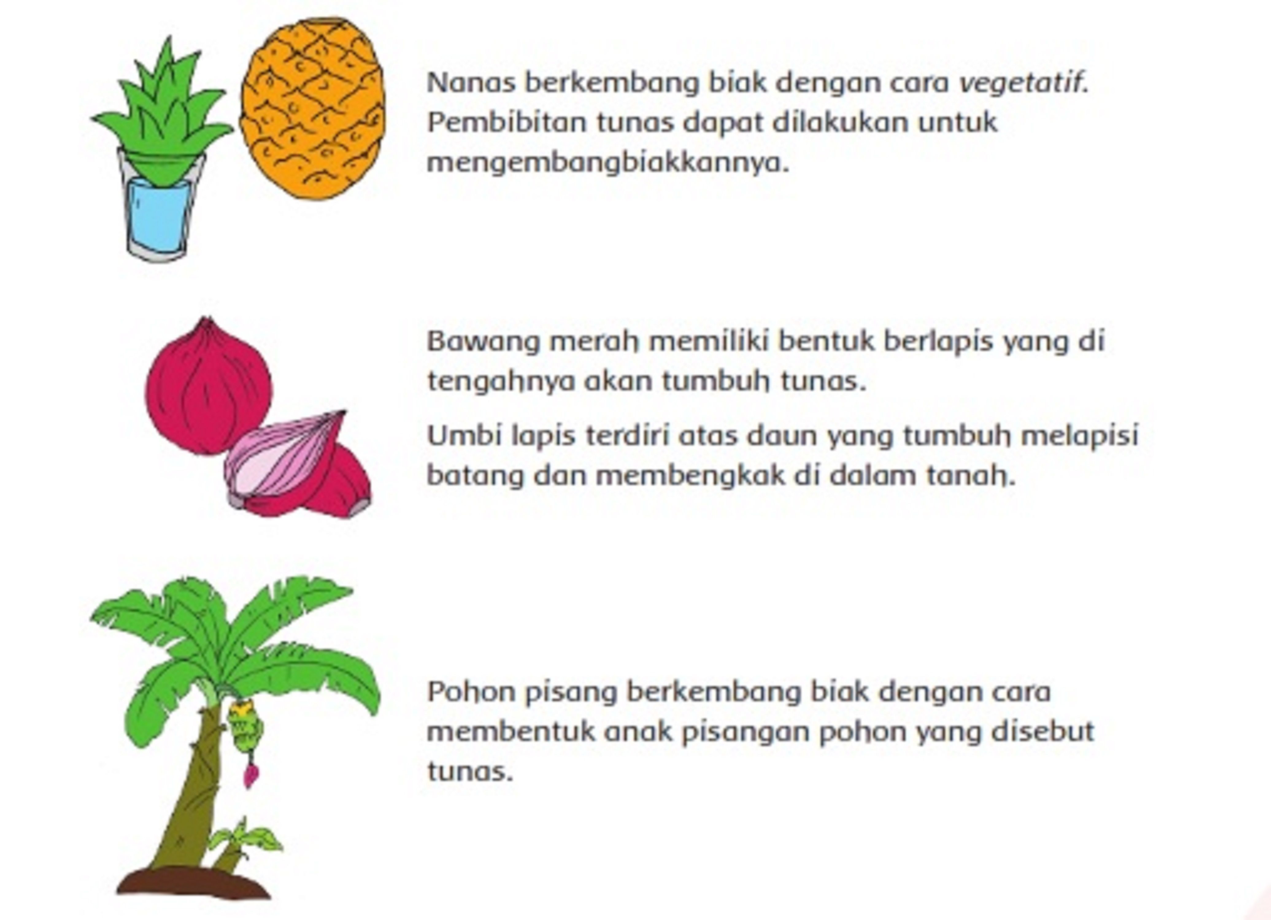 Daftar Jenis Tanaman Dan Cara Berkembang Biak Contoh Tanaman Yang Berkembang Biak Dengan Cara Vegetatif Seputar Lampung
