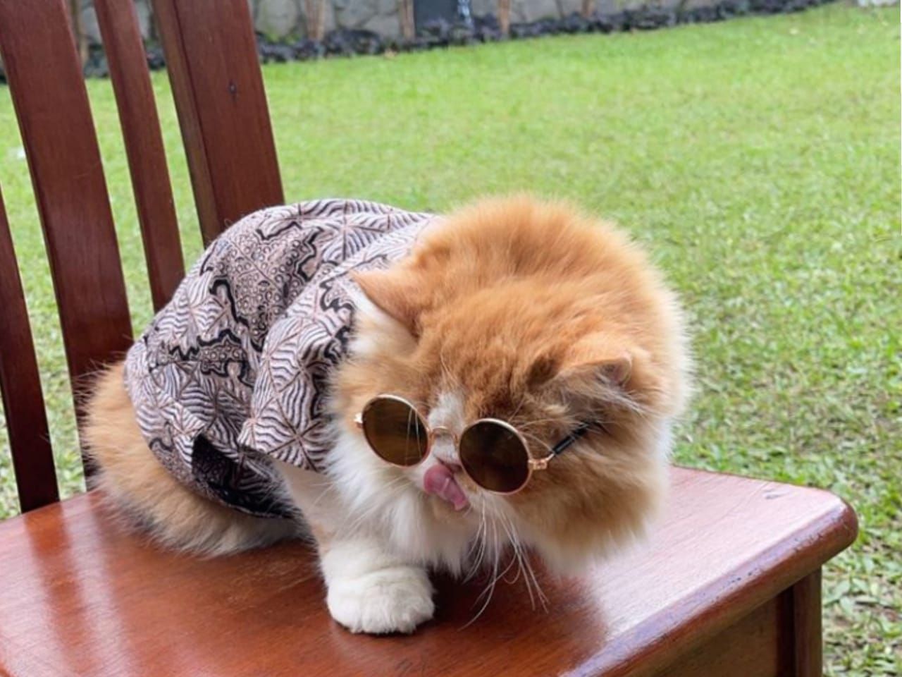 Kucing milik Rizky Billar tampil modis di hari lamaran dengan Lesti Kejora