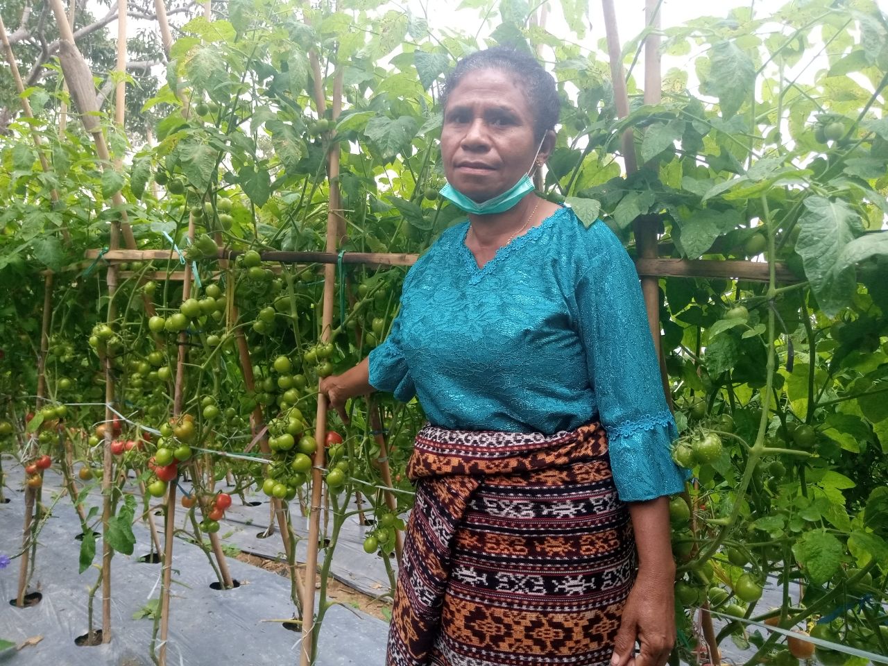 Ketua KWT Melati, Desa Riit, Kecamatan Nita, Kabupaten Sikka, Salviana Erosvita ketika berada di lahan tomat milik kelompoknya