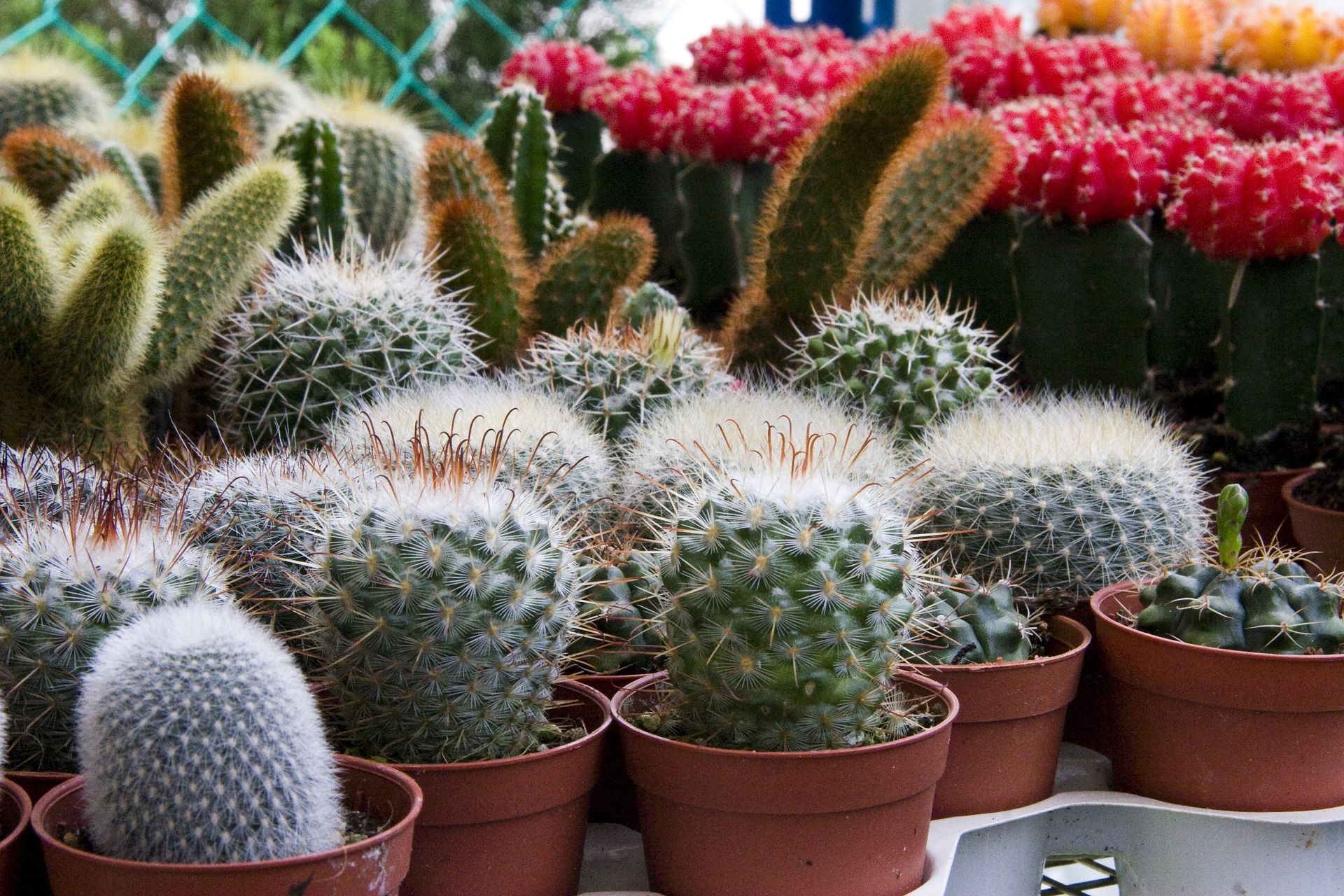 7 Cara  Merawat  Tanaman Kaktus  Mini Agar  Tumbuh Sehat dan 
