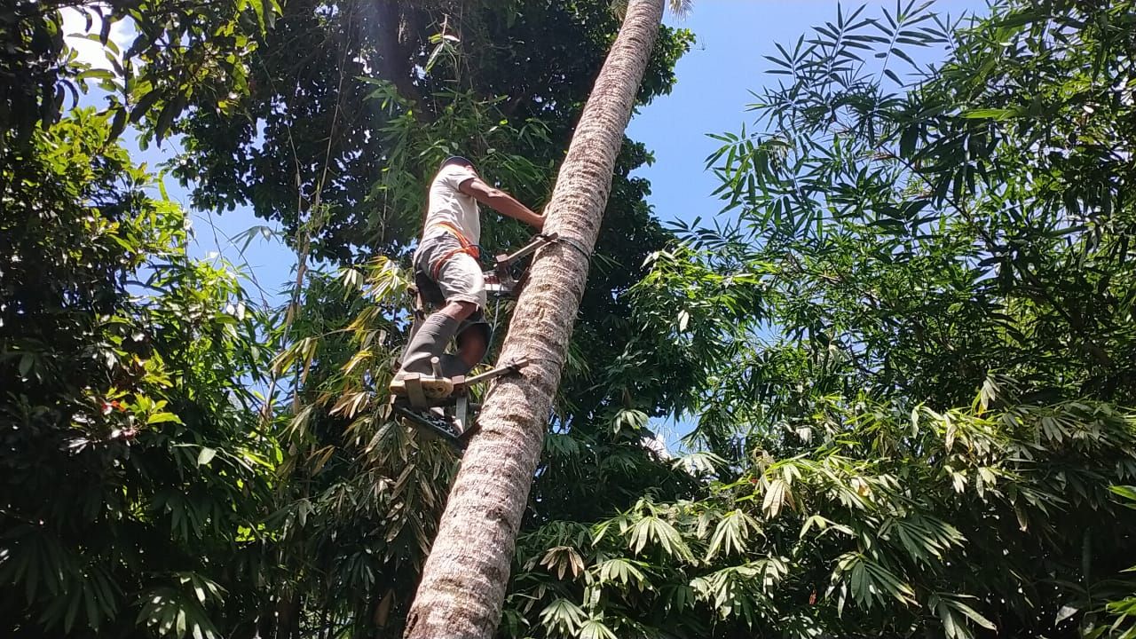 I Ketut Suastana yang memanjat pohon kelapa menggunakan alat bantu panjat pohon kelapa yang dia ciptakan