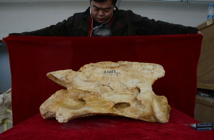Tengkorak Paraceratherium linxiaense. | Ilmuwan Tao Deng