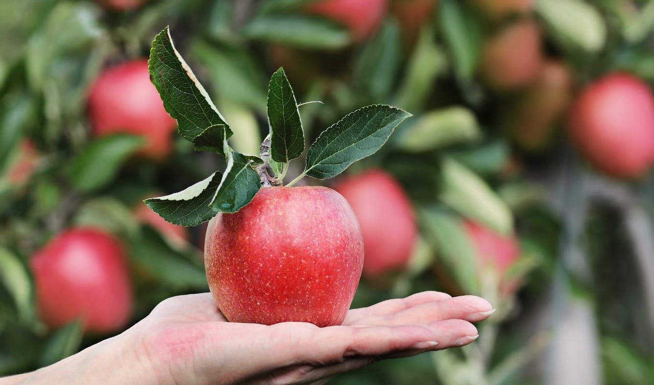 Cegah Kanker Yuk Konsumsi Buah Berwarna Merah Arah Kata