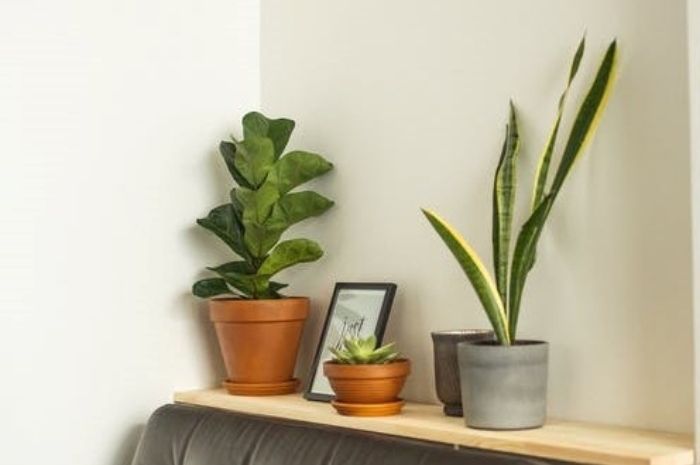 Sansevieria atau Lidah Mertua, tanaman hias pembersih udara. Rumah Asri Udara Bersih, 7 Tanaman Hias Cocok untuk Ditanam di Dalam Rumah