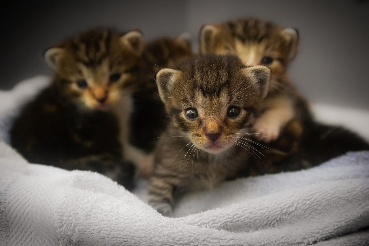 Masuk Surga karena Menolong Anak Kucing, Simak Kisah ...