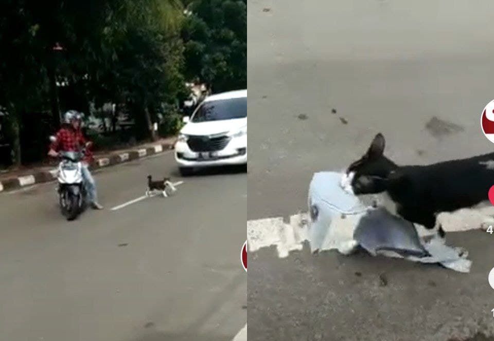 Viral Seekor Kucing Bawa Baju Dalam Wanita Menyeberang Jalan 