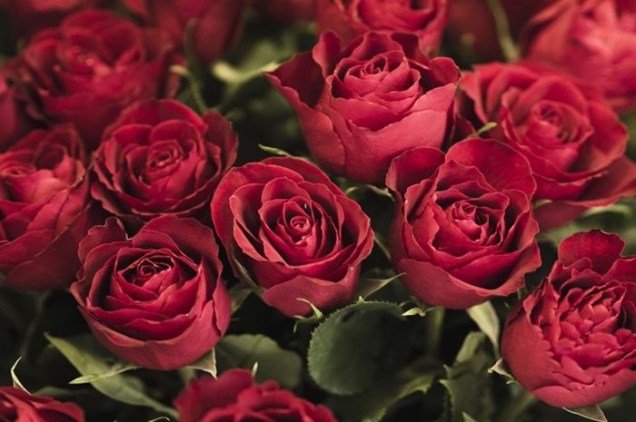 Mawar merah, sering digunakan untuk mengungkapkan rasa cinta.