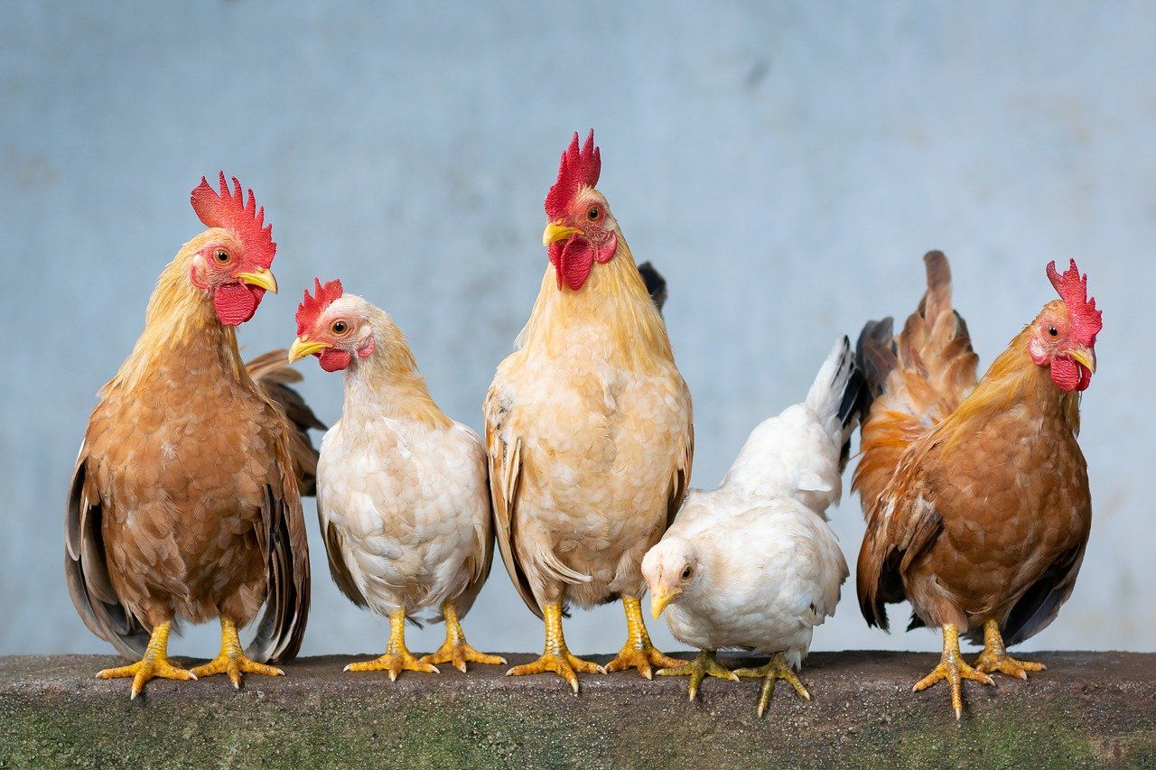 Ramalan Shio Ayam Jantan Minggu 27 Juni: Masalah Uang dan ...