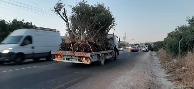 Potret Pohon Zaitun yang telah dicabut pemukim Israel