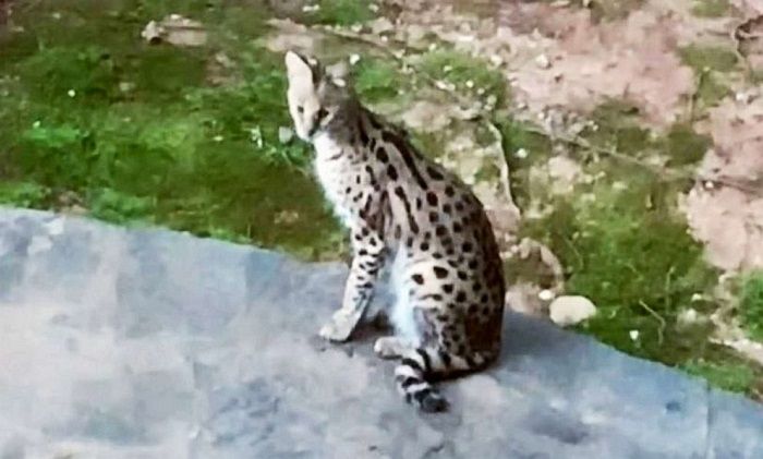 Ilustrasi serval atau kucing liar.