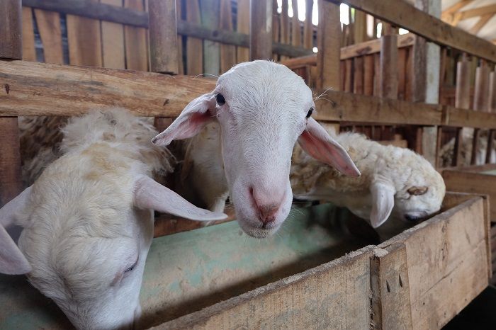 Ciri Kambing Yang Belum Cukup Umur Menurut Uas Serta Cara Mengetahui Umur Hewan Kurban Lewat Giginya Portal Jember