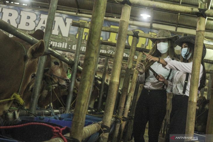 SPG memeriksa stok hewan kurban di Mall Hewan Kurban Haji Doni, Depok, Jawa Barat, Ahad, 11 Juli 2021. Strategi penjualan menggunakan Sales Promotion Girl (SPG) berbusana ala koboi tersebut untuk menarik minat pembeli hewan kurban menjelang Raya Idul Adha. 