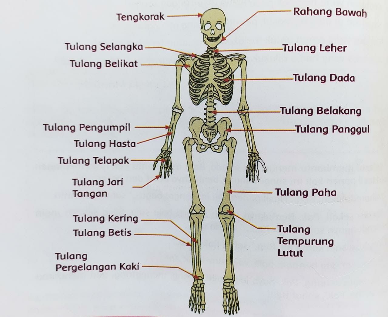 Fungsi Tulang Pengumpil, Fungsi Tulang Hasta, Fungsi Tulang Pergelangan