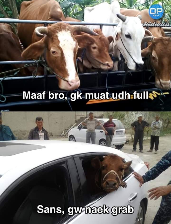 Tenang, ada taksi online.   Akun Facebook Ridwan membuat meme di grup Persatuan OP WARNET Indonesia (GC) yang menampilkan segerombolan sapi yang ada di mobil pickup yang akan dibawa ke tempat kurban.  Namun, ada satu sapi yang tidak kebagian tempat di mobil tersebut. Gerombolan tersebut pun meminta maaf. Akan tetapi satu sapi yang tidak kebagian itu ternyata malah naik taksi online.