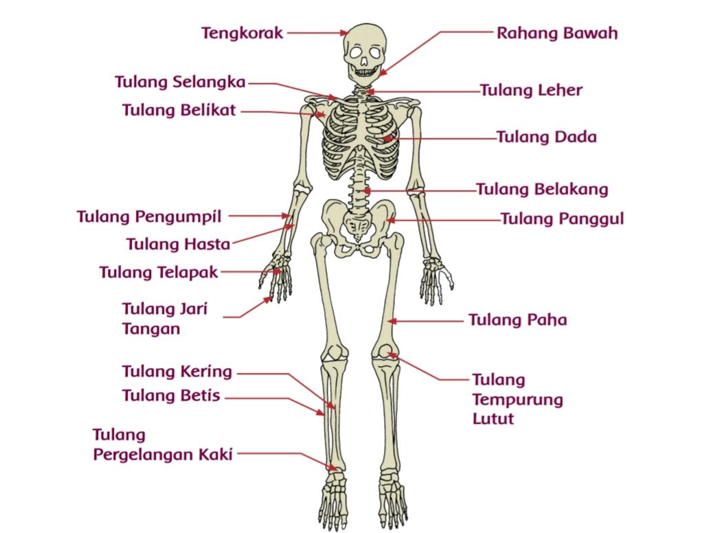 Jumlah tulang belakang manusia adalah