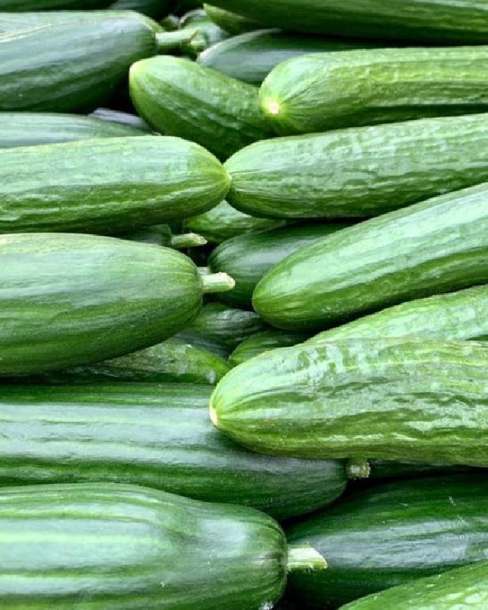 Mau Hasil Mentimun Meningkat? Begini Tips dan Proses Merawatnya