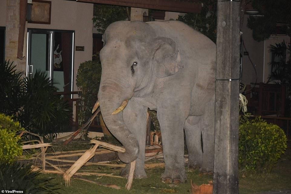 Seekor gajah merusak taman