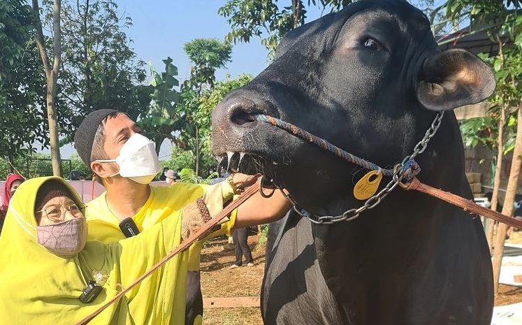 Irfan Hakim bagikan momen kenangan bersama sapi Grandong yang telah dikurbankan pada Idul Adha 2021 kemarin.
