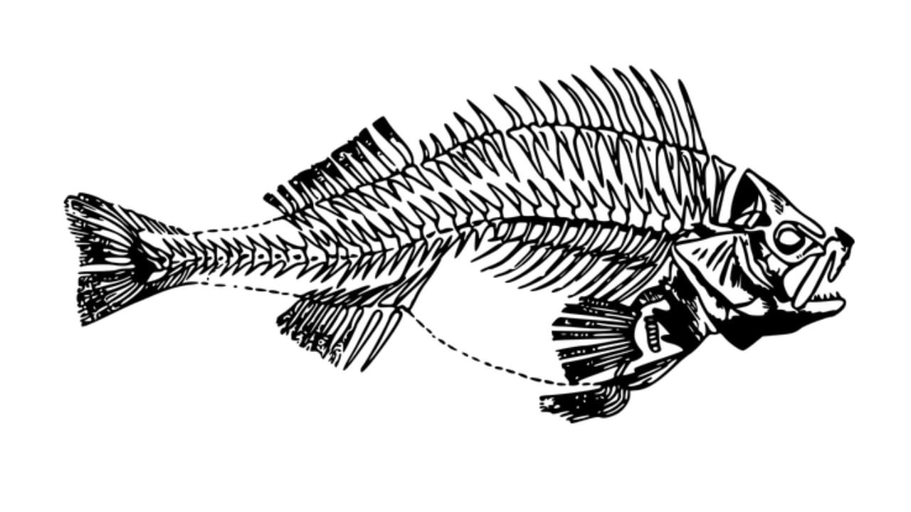 Berikut ini organ gerak pada hewan seperti ikan.  Ikan bisa bertahan hidup di dalam air, sebab ikan bernafas menggunakan insang.