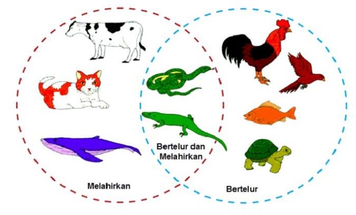 Diagram Venn hewan ovipar, vivipar, dan ovovivipar.
