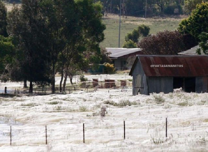 Hujan Laba-laba di Australia.