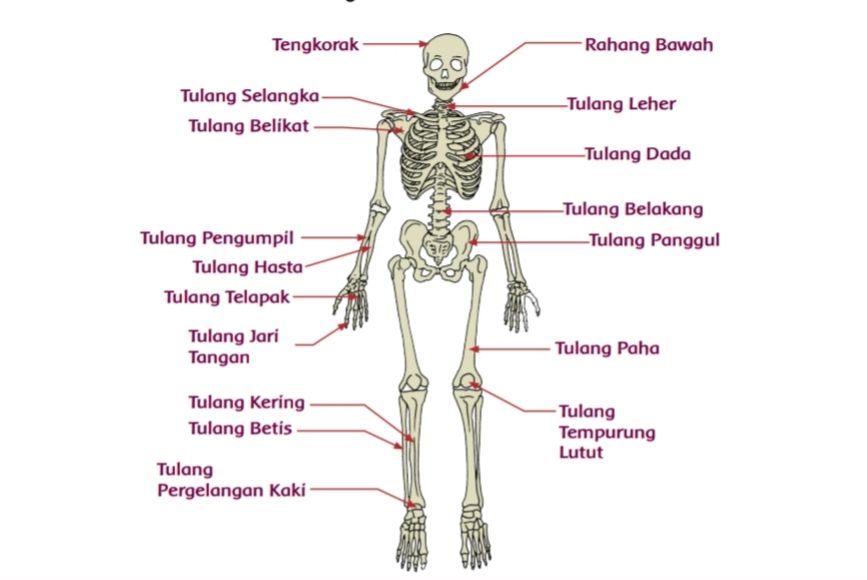 Apa Fungsi Tulang Hasta Tulang Lengan Atas Tulang Paha Dan Betis Materi Tema 1 Kelas 5 Tentang Organ Gerak Seputar Lampung