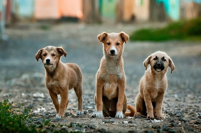 Ramalan Shio Besok Selasa 17 Agustus 2021 Shio Ayam Babi Dan Anjing Campuran Sentimen Dan Uang Bakal Meledak Portal Jogja