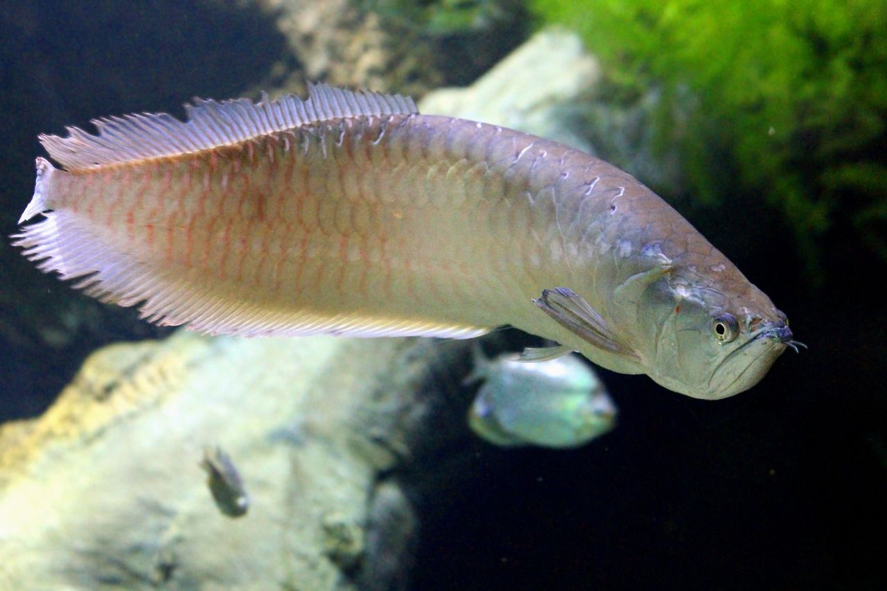 Bagan Cara Kerja Organ Pernapasan Pada Ikan Dan Penjelasan Membuat Bagan Cara Kerja Organ Pernapasan Pada Ikan Portal Purwokerto