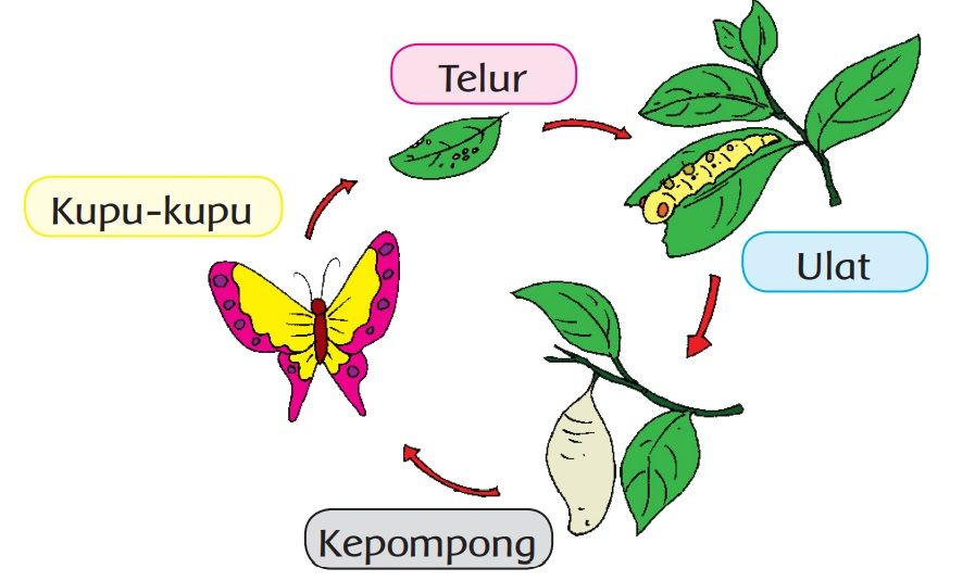 Bagaimana cara perkembangbiakan kupu-kupu