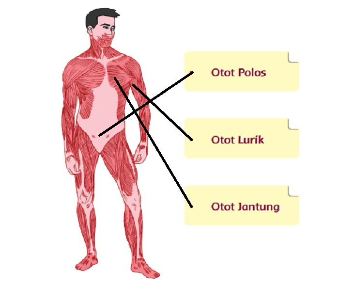 Otot Betis dan Otot Lengan Termasuk dalam Jenis Otot Apa? Letak Otot Polos,  Otot Lurik, Otot Jantung Manusia - Portal Purwokerto