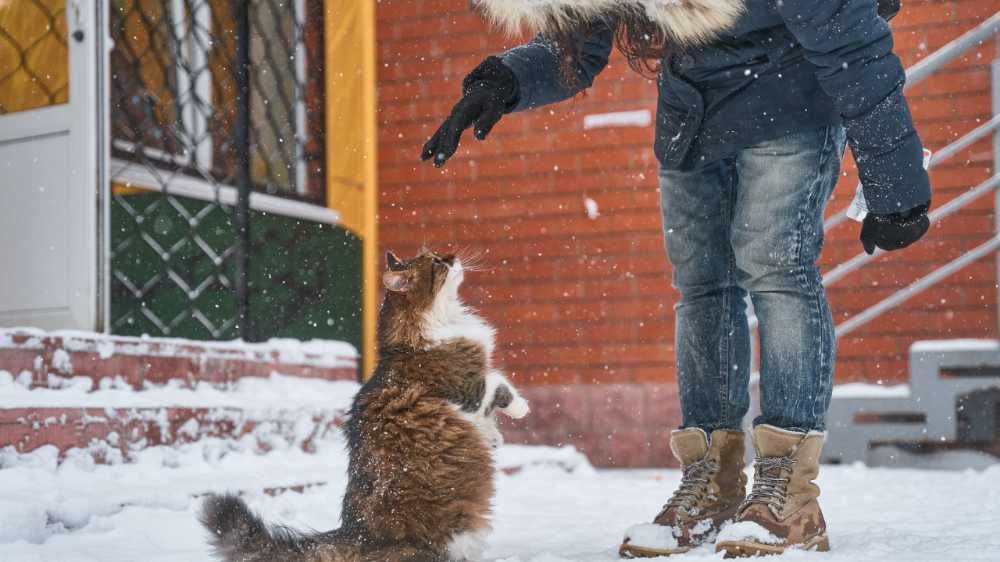 Arti Mimpi Digigit Kucing Menurut Primbon Jawa, Waspada Pertanda 