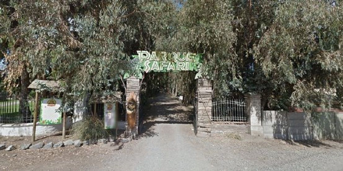   Serangan itu terjadi di taman safari Chili di mana hewan diizinkan untuk bergerak bebas.  