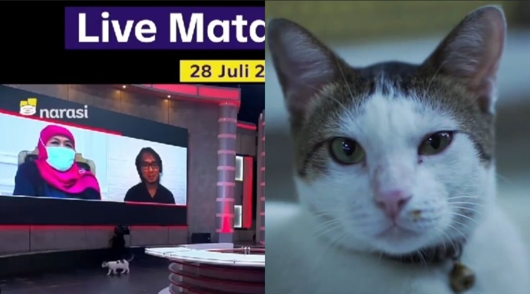 Najwa Shihab perkenalkan kru spesial Mata Najwa bernama Cimol yang ternyata merupakan seekor kucing