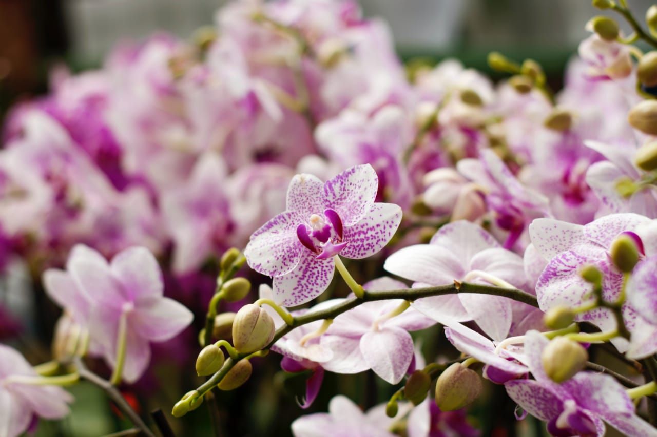 Ciri Ciri Anggrek Bulan Yang Menjadi Bunga Cantik Untuk Tanaman Hias Kenali Lebih Jauh Yuk Portal Purwokerto