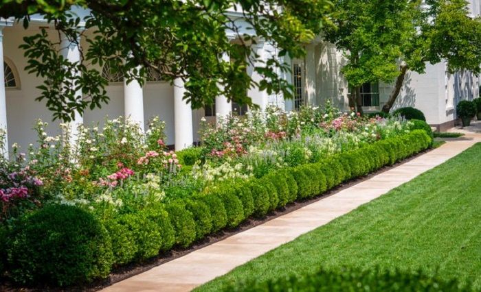 Kantor Melania Trump memposting Taman Mawar Gedung Putih bunganya mulai bermekaran.*  